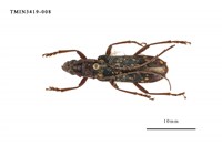 藏品(黃星姬山天牛)的圖片